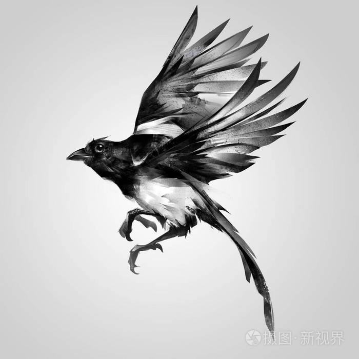 在飞行中的孤立画写实素描喜鹊