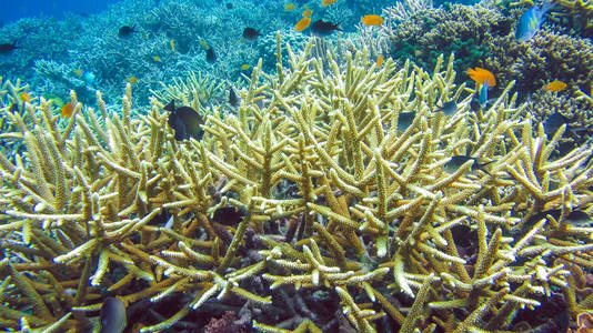 丰富多彩的硬珊瑚上 Kri，Raja Ampat，印度尼西亚