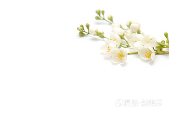 盛开的茉莉花孤立在白色背景上的分支