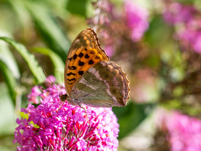 银洗川贝或 Argynnis 巴非蛤在粉红色的花朵上