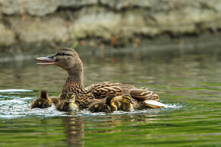绿头鸭在池塘上的家庭