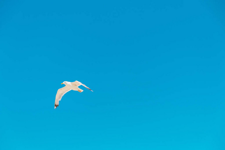 海鸥飞在蓝蓝的天空