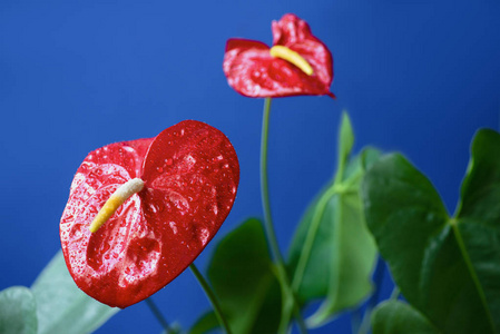 在蓝色背景下, 用水滴和绿叶隔开红色 anthuriums 的特写图