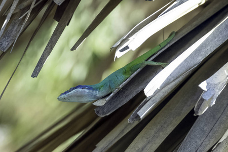 古巴男性蜥蜴艾利森的变色龙 Anolis allisoni, 也被称为蓝为首的变色龙巴拉德罗, 古巴