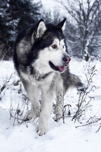 阿拉斯加雪橇犬在森林里