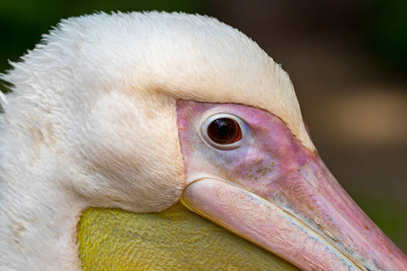 鹈鹕头, 白色鸟具大黄色喙, 动物保护, 鹈鹕特写与模糊的背景