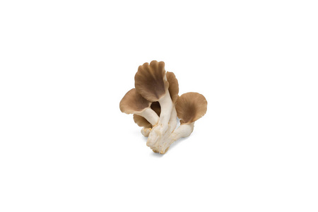 孤立在白色背景上的牡蛎蘑菇