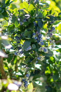 蓝莓和浆果分支图片