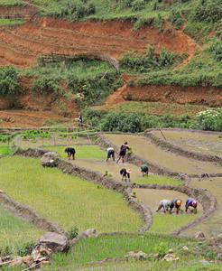 人是培养水田，Sa Pa