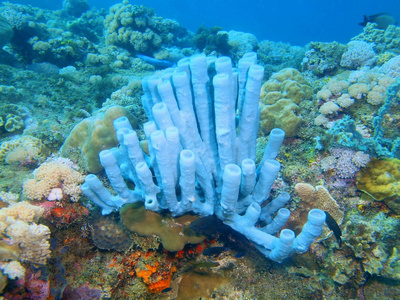 菲律宾吕宋岛，阿尼洛，demosponge 惊人的和神秘的海底世界