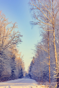 冬天路在树林里