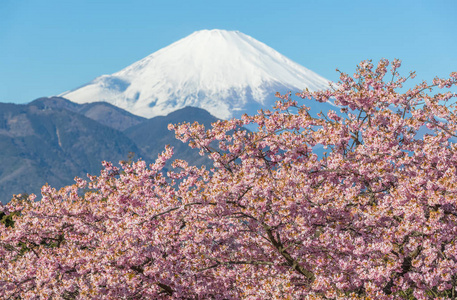 美丽的山富士