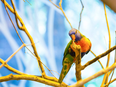 彩虹 lorikeet 或 Trichoglossus moluccanus 是在澳大利亚发现的一种鹦鹉。它是共同的沿东海岸, 