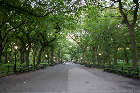 在中央公园在夏天的树下的走道