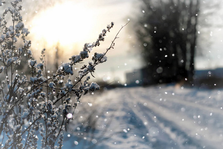 景观雪草宏树冬