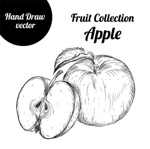 手绘水彩素描苹果。老式的生态食品矢量图