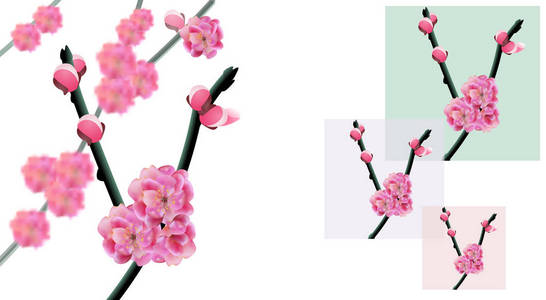樱花。樱桃树的树枝上有花和樱桃芽特写。在不同的颜色背景上的框架。插画