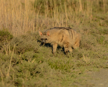 亚洲豺在他的栖息地在大草原, 南部非洲