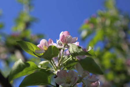 可爱而嫩的苹果树开花。选定焦点