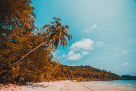 美丽自然热带海滩和海与椰子棕榈树在天堂海岛为旅行假期