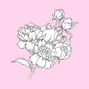 粉红色的背景上孤立的牡丹花的香味。设计的元素。手绘轮廓线
