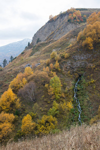 Adygea 山中的金色秋天