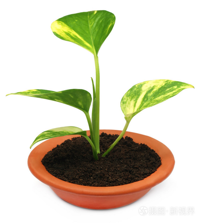 在一个碗里的钱植物jpg