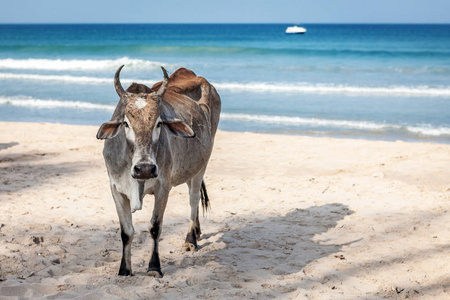 在斯里兰卡海边的一个晴朗的日子, 一头母牛站在沙滩上, 亭可马里