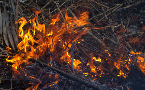 森林大火特写照片。燃烧木材和树枝。户外火灾的天然防火材料。野餐的小篝火。干旱季节的森林危险。野外自然概念意象中的热和火
