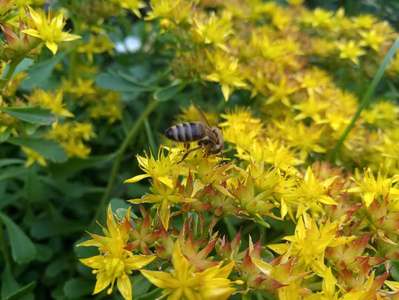 一只带蜜蜂的黄色小花的灌木