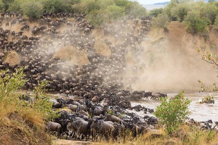 非洲的巨大迁徙。成群的草食动物穿过马拉河。肯尼亚