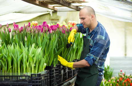 男人园丁与温室园艺工具，花店人工作与温室里的花朵。春天，大量的郁金香，花概念，工厂化栽培的花