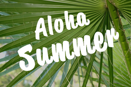 文本 Aloha 夏天和热带的叶子