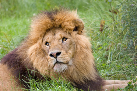 在草原的雄性非洲狮的特写