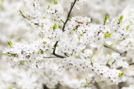 春季花园中白朵果树的背景特写