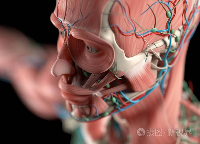 人体血管系统解剖模型