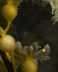 海藻和海星在加利福尼亚水下炸礁