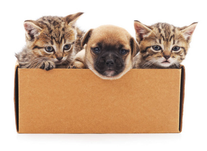 小狗和两只小猫在一个盒子里图片