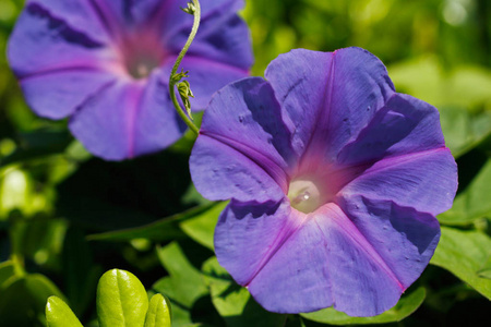 在夏日花园里, 蓝色丁香花的特写。自然的宏观摄影