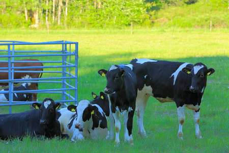 美丽的景色可爱的奶牛群休息在绿色草地牧场。美丽的动物背景。乌普萨拉, 瑞典