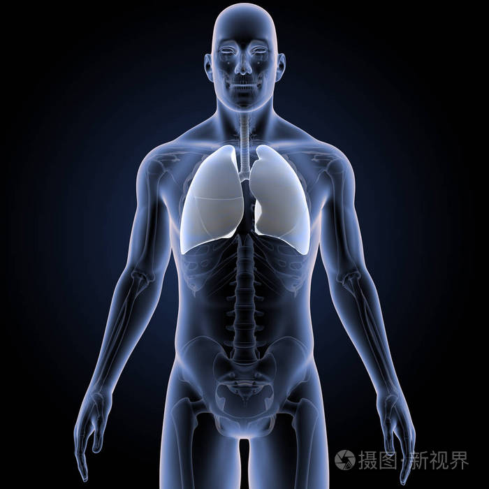 人体与肺部彩色医学插图