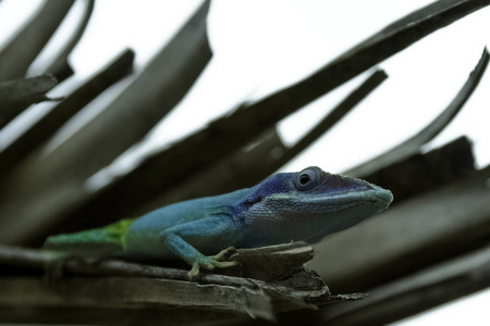 古巴男性蜥蜴艾利森的变色龙 Anolis allisoni, 也被称为蓝为首的变色龙巴拉德罗, 古巴