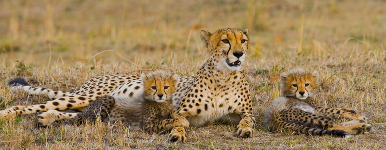 母亲与她的幼崽猎豹