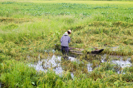大雨农民被毁后稻田泛滥