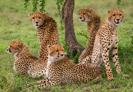 一群猎豹在它的栖息地