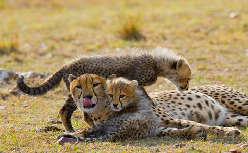母亲与她的幼崽猎豹