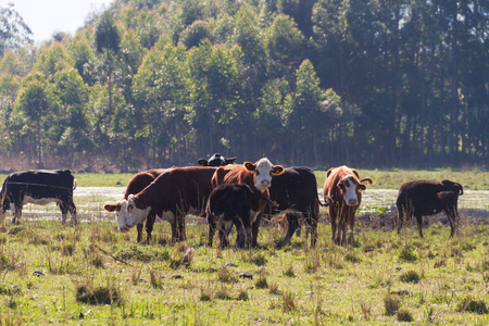 在绿色阿根廷农村放牧的奶牛