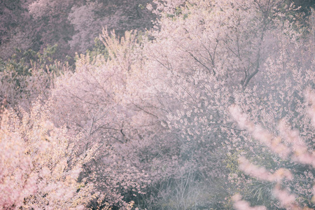 樱花花, 樱花花, 粉红色背景复古风格