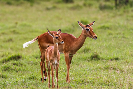 抱着婴儿的非洲黑斑羚。肯尼亚纳库鲁
