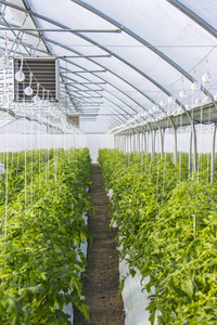 发展工业的规模，在温室番茄
